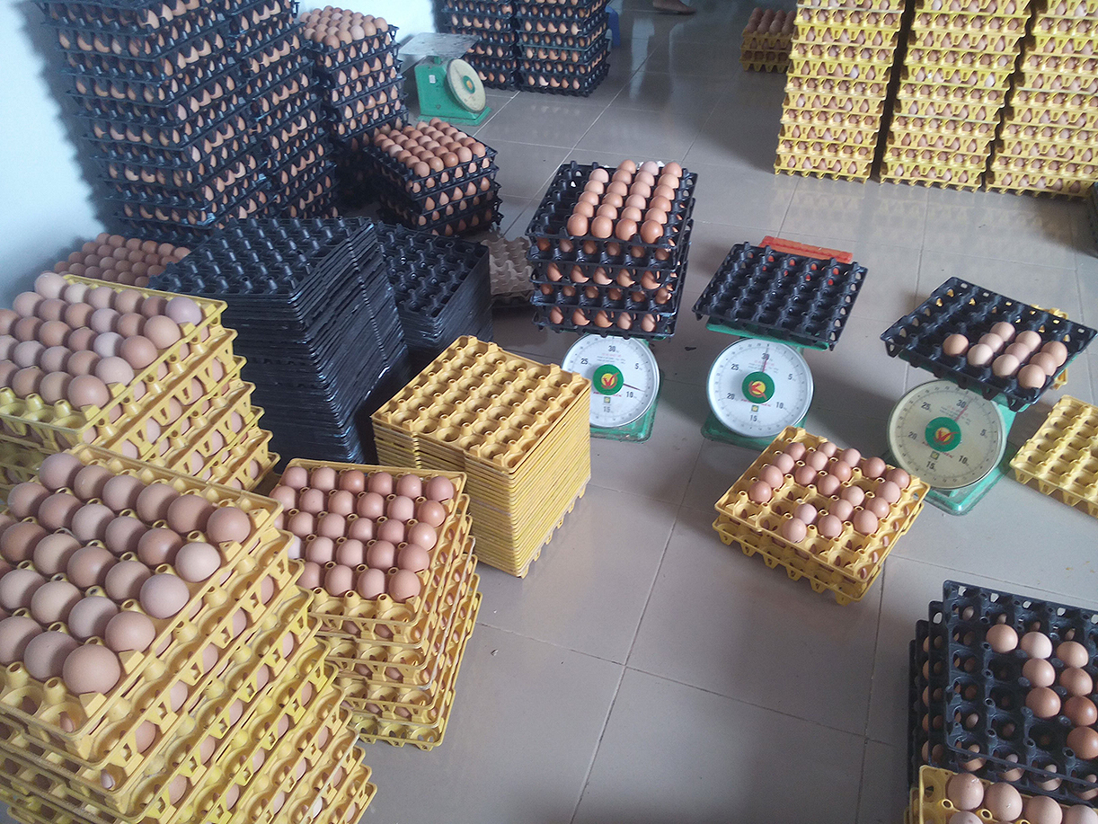 Trứng gà được phân loại theo trọng lượng trước khi giao bán